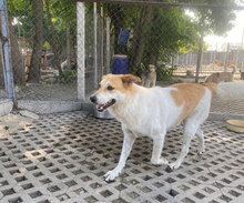 JAKIRA, Hund, Mischlingshund in Bulgarien - Bild 36
