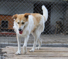 JAKIRA, Hund, Mischlingshund in Bulgarien - Bild 37