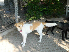 JAKIRA, Hund, Mischlingshund in Bulgarien - Bild 4
