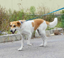 JAKIRA, Hund, Mischlingshund in Bulgarien - Bild 5