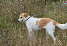 JAKIRA, Hund, Mischlingshund in Bulgarien - Bild 7