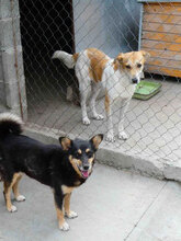 JAKIRA, Hund, Mischlingshund in Bulgarien - Bild 8