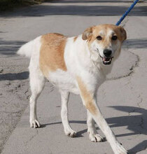 JAKIRA, Hund, Mischlingshund in Bulgarien - Bild 9