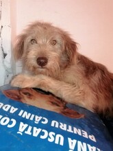 FOOFOO, Hund, Mischlingshund in Rumänien - Bild 1