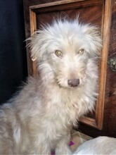 FOOFOO, Hund, Mischlingshund in Rumänien - Bild 11