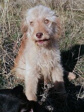 FOOFOO, Hund, Mischlingshund in Rumänien - Bild 12