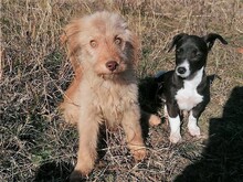 FOOFOO, Hund, Mischlingshund in Rumänien - Bild 14