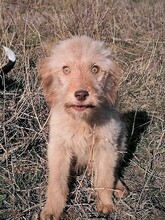 FOOFOO, Hund, Mischlingshund in Rumänien - Bild 15