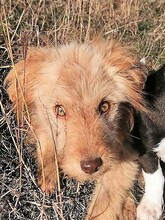 FOOFOO, Hund, Mischlingshund in Rumänien - Bild 16