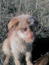 FOOFOO, Hund, Mischlingshund in Rumänien - Bild 17