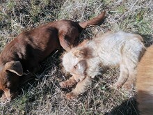 FOOFOO, Hund, Mischlingshund in Rumänien - Bild 19
