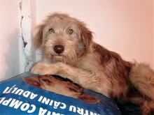 FOOFOO, Hund, Mischlingshund in Rumänien - Bild 2