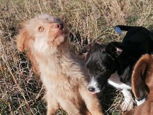 FOOFOO, Hund, Mischlingshund in Rumänien - Bild 20