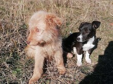 FOOFOO, Hund, Mischlingshund in Rumänien - Bild 21