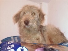 FOOFOO, Hund, Mischlingshund in Rumänien - Bild 3