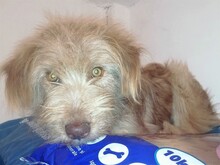 FOOFOO, Hund, Mischlingshund in Rumänien - Bild 4