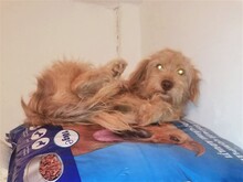 FOOFOO, Hund, Mischlingshund in Rumänien - Bild 5
