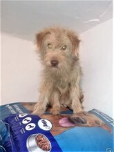 FOOFOO, Hund, Mischlingshund in Rumänien - Bild 6