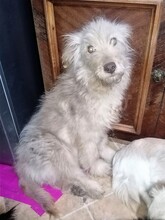 FOOFOO, Hund, Mischlingshund in Rumänien - Bild 7