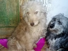 FOOFOO, Hund, Mischlingshund in Rumänien - Bild 9