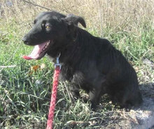 ZIGGY, Hund, Mischlingshund in Bulgarien - Bild 12