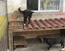 ZIGGY, Hund, Mischlingshund in Bulgarien - Bild 4