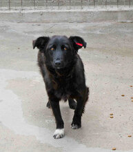 ZIGGY, Hund, Mischlingshund in Bulgarien - Bild 5