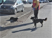 ZIGGY, Hund, Mischlingshund in Bulgarien - Bild 7