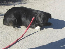 ZIGGY, Hund, Mischlingshund in Bulgarien - Bild 8