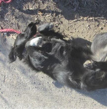 ZIGGY, Hund, Mischlingshund in Bulgarien - Bild 9