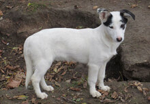RALLY, Hund, Mischlingshund in Bulgarien - Bild 1