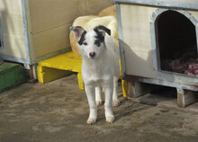 RALLY, Hund, Mischlingshund in Bulgarien - Bild 2