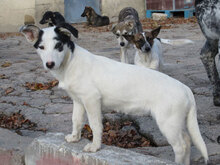 RALLY, Hund, Mischlingshund in Bulgarien - Bild 4