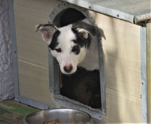 RALLY, Hund, Mischlingshund in Bulgarien - Bild 5