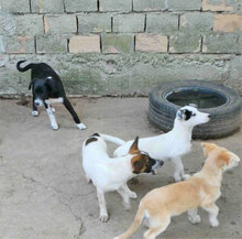 RALLY, Hund, Mischlingshund in Bulgarien - Bild 6