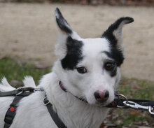 RALLY, Hund, Mischlingshund in Mühlheim - Bild 10