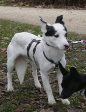 RALLY, Hund, Mischlingshund in Mühlheim - Bild 11