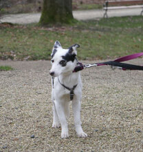 RALLY, Hund, Mischlingshund in Mühlheim - Bild 12