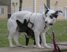 RALLY, Hund, Mischlingshund in Mühlheim - Bild 14
