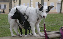 RALLY, Hund, Mischlingshund in Mühlheim - Bild 17