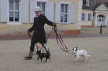 RALLY, Hund, Mischlingshund in Mühlheim - Bild 19