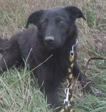 RINGO, Hund, Mischlingshund in Bulgarien - Bild 1