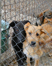 RINGO, Hund, Mischlingshund in Bulgarien - Bild 10