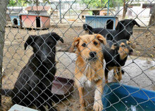 RINGO, Hund, Mischlingshund in Bulgarien - Bild 11