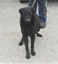 RINGO, Hund, Mischlingshund in Bulgarien - Bild 2