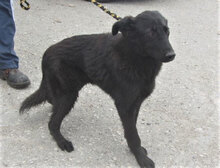 RINGO, Hund, Mischlingshund in Bulgarien - Bild 3