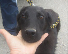RINGO, Hund, Mischlingshund in Bulgarien - Bild 4
