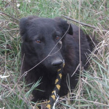 RINGO, Hund, Mischlingshund in Bulgarien - Bild 5
