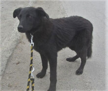 RINGO, Hund, Mischlingshund in Bulgarien - Bild 6