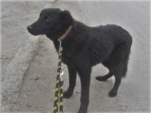 RINGO, Hund, Mischlingshund in Bulgarien - Bild 8